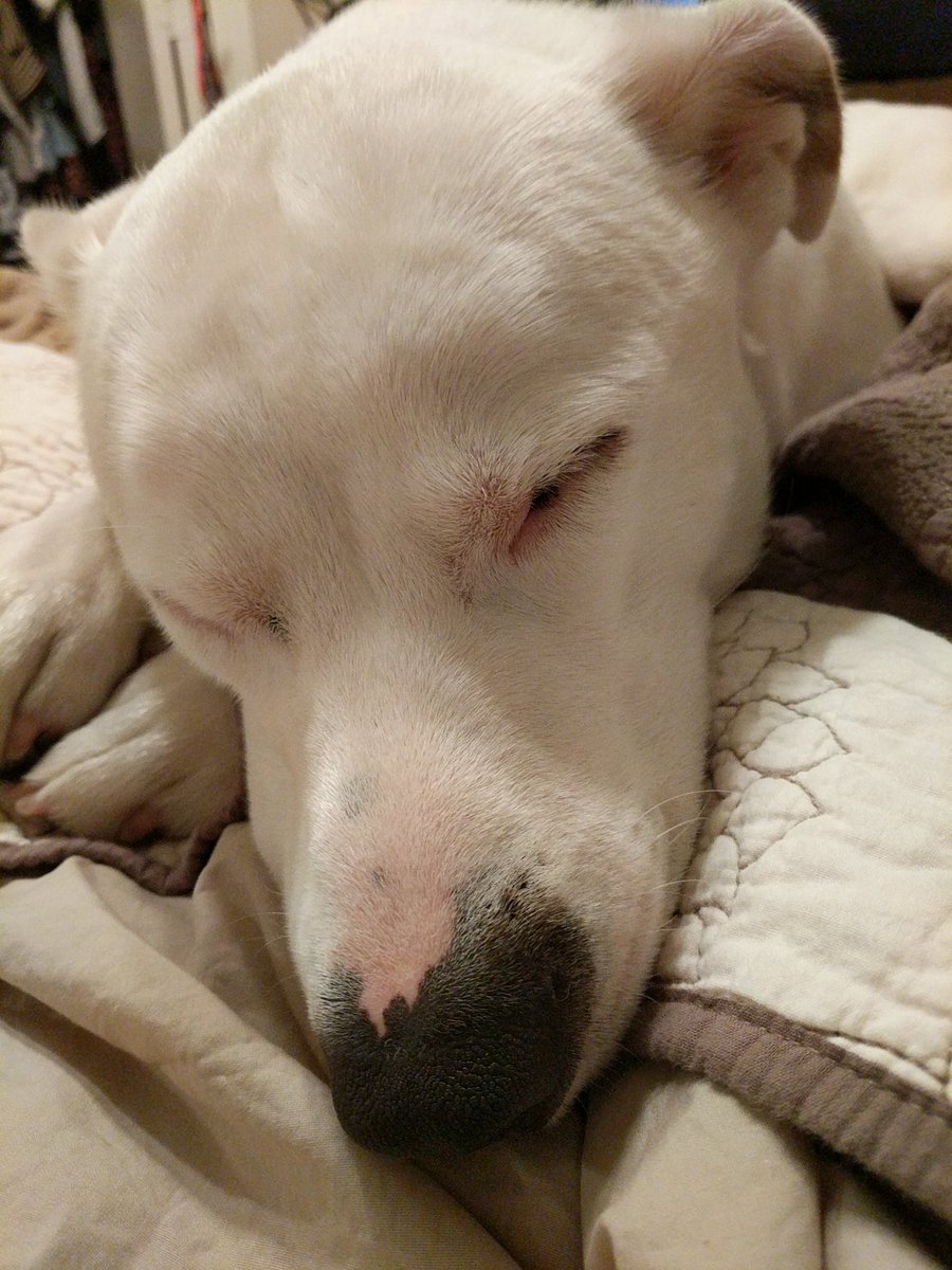 HearneMath's tweet photo. I think grading papers has tired him out for the night #ruffday https://t.co/hebZ035UDD