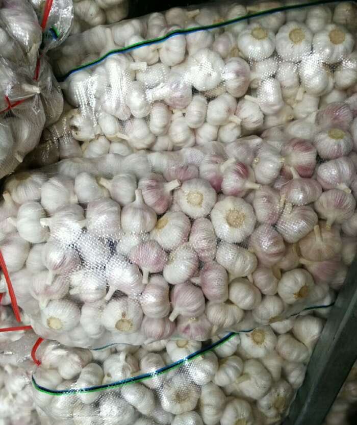 ChineseGarlic's tweet photo. If you need garlic, please contact me.
WeChat  18315718398  
E - mail  ChineseGarlic@yeah.net https://t.co/0tvtg0xI9L