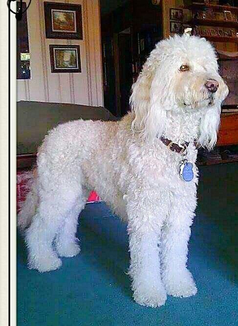 doodlebugmom's tweet photo. @DrDood45 #OwnerTrained #Goldendoodle #ServiceDog, Jack, is also highly offended!😠 #Dotard, yes! NEVER compare #IncompetentPOTUS to ANY #Dog. EVER.👎🐩🐶 https://t.co/cB5Pz5DtSK
