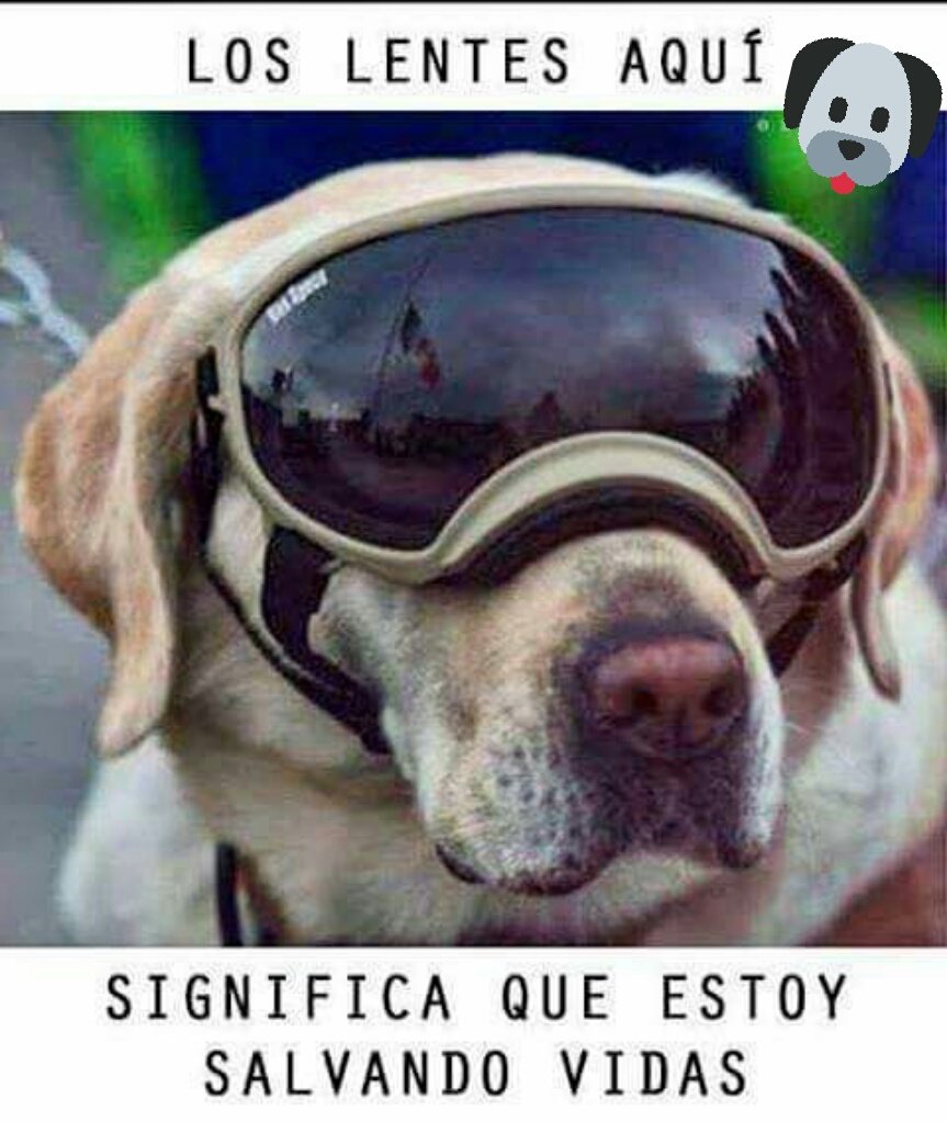Soy_MarkD's tweet photo. #HéroeDe4Patas 
#MéxicoEstaDePie 
#MéxicoUnido
🐶❤ https://t.co/xaK1hwIKfM