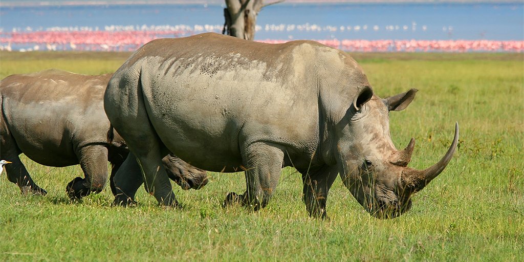 ぼくらの自由研究室 בטוויטר 今日は 世界サイの日 アフリカの シロサイ クロサイ インドの インドサイ マレーシアとインドネシアの ジャワサイ スマトラサイ の5種類しかいないそうです そして絶滅の危機に瀕しているそうです 世界サイの日