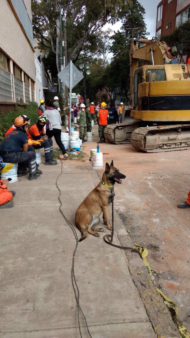 Ella es Shira, está entrenada, y viajó desde #Xalapa para ayudar en las labores de rescate 😊👏 #RescatePrimero