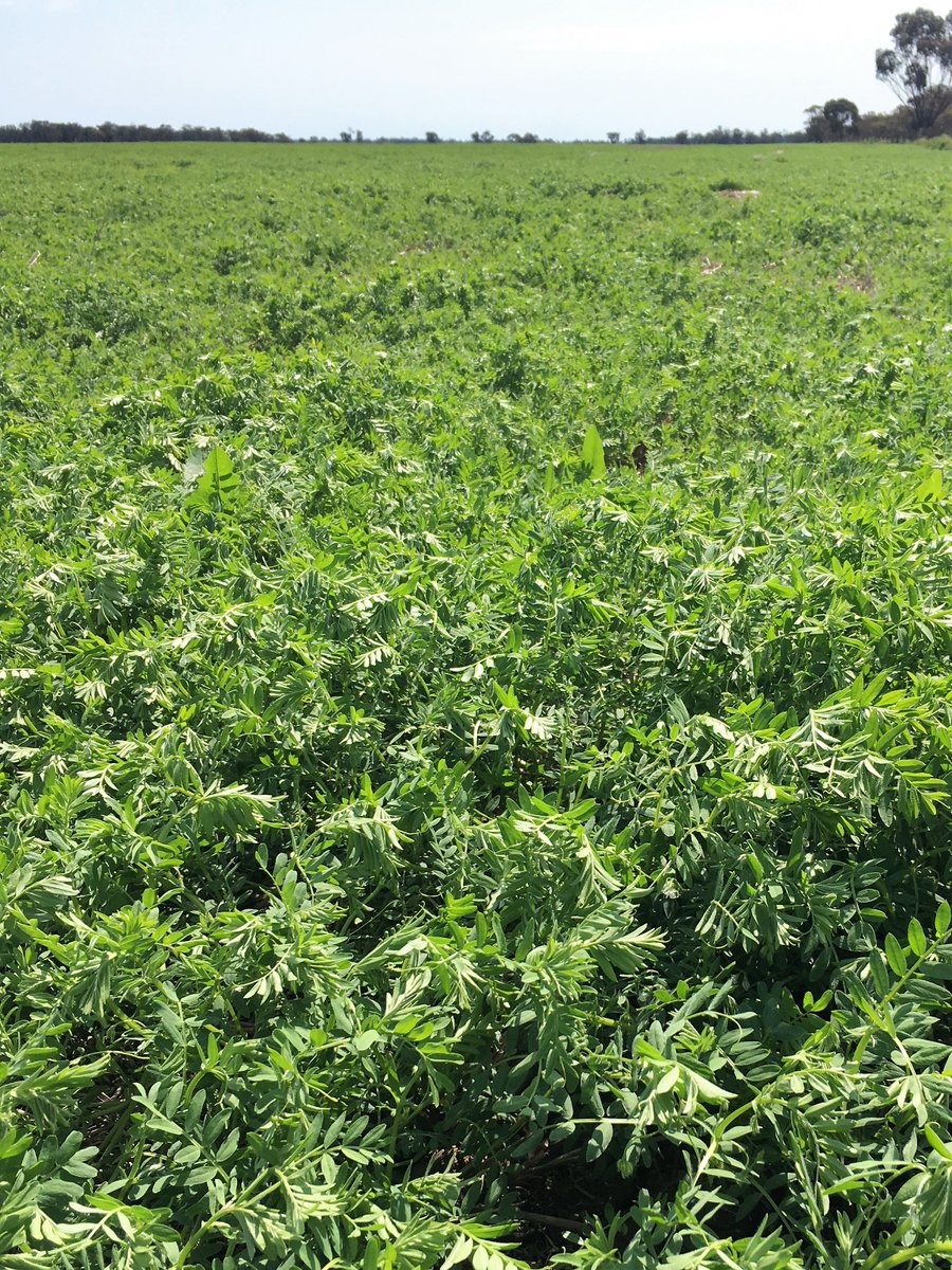 CommStreamAU's tweet photo. .@CommStreamAU 2017 crop tour continues. Positive outlook for #wheat #canola &amp; #lentil crops in the Wimmera VIC #agchatoz #ausag #commstream https://t.co/rc1Ml5VPGO