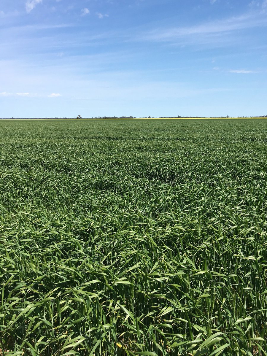 CommStreamAU's tweet photo. .@CommStreamAU 2017 crop tour continues. Positive outlook for #wheat #canola &amp; #lentil crops in the Wimmera VIC #agchatoz #ausag #commstream https://t.co/rc1Ml5VPGO