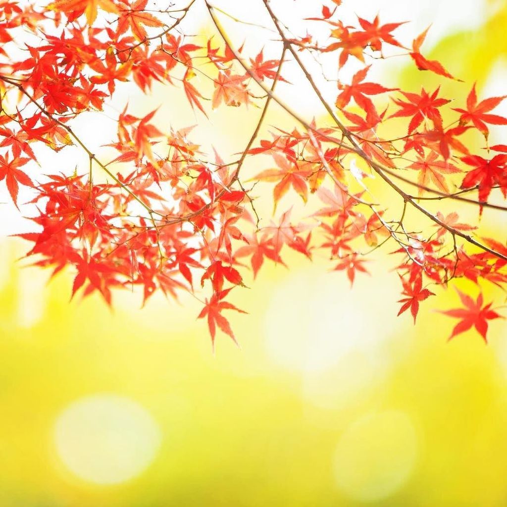 #秋 #紅葉 #もみじ #日本の秋 #アーバンビレッジ #autumn #japanautumn #urban-village