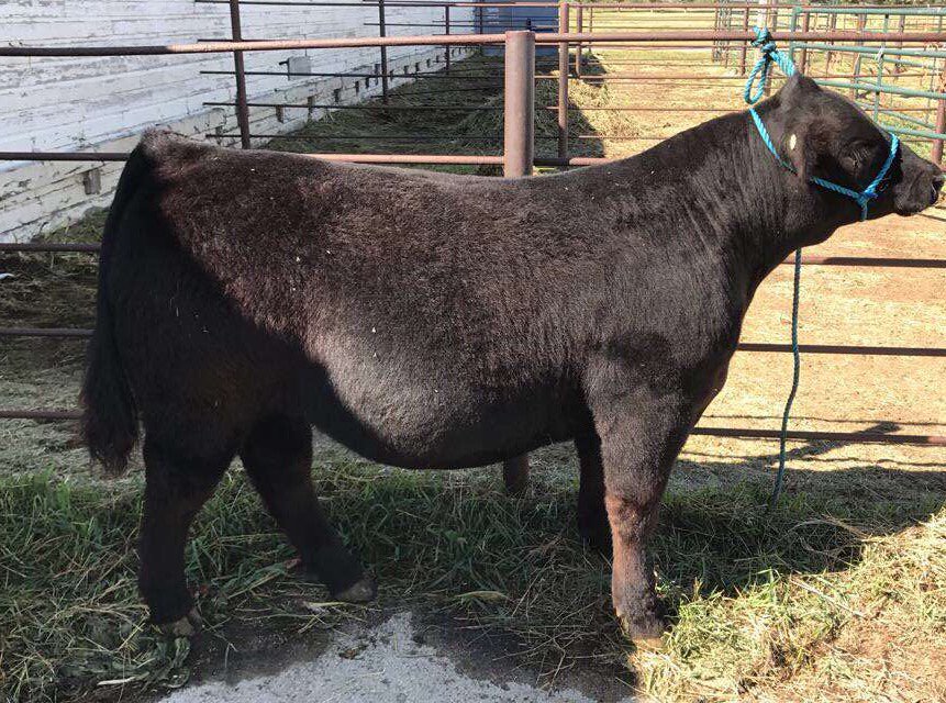 My steer is looking good.