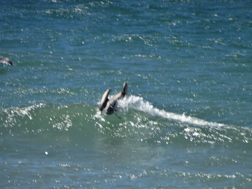 #pelican #surf contest at #ventura  ca.  #brownPelicans  #catchingFish  windy day 4 #kitesurfing