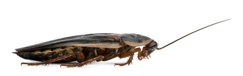 Dubia Roaches (Blaptica dubia) as feeder insects - buff.ly/2xip3qQ