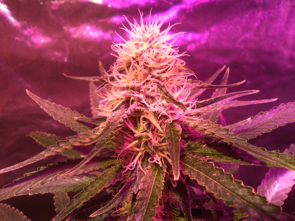 SpanishBreeder's tweet photo. #critical & #classicskunk by Zamnesia Webshop 🔥🔥🔥
Fertilizadas con Plagron España . 😜 ---
Dia 31 Flora 💥💥💥
Domotizado por 🔝 Mycroclime 🤖🤖 https://t.co/6QAXaxjcMn