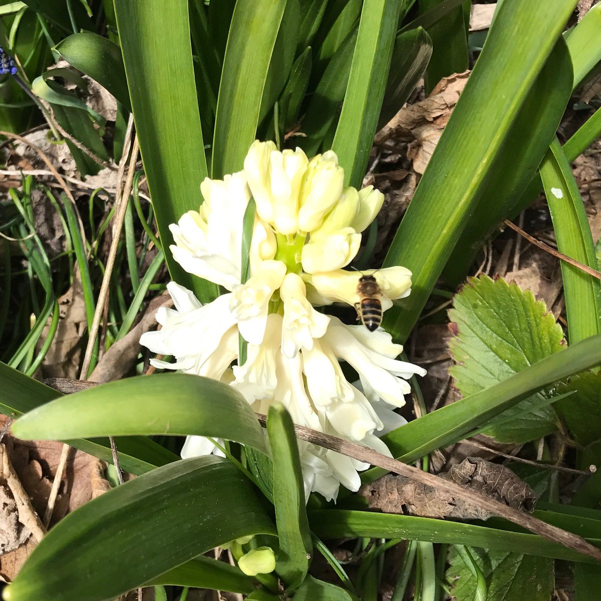GardenRealm's tweet photo. The #hyacinth produces great #SpringFlowers, gives off a lovely scent &amp; attracts #BeneficialInsects - what more could you want in a #garden https://t.co/1KR7qPXAl4