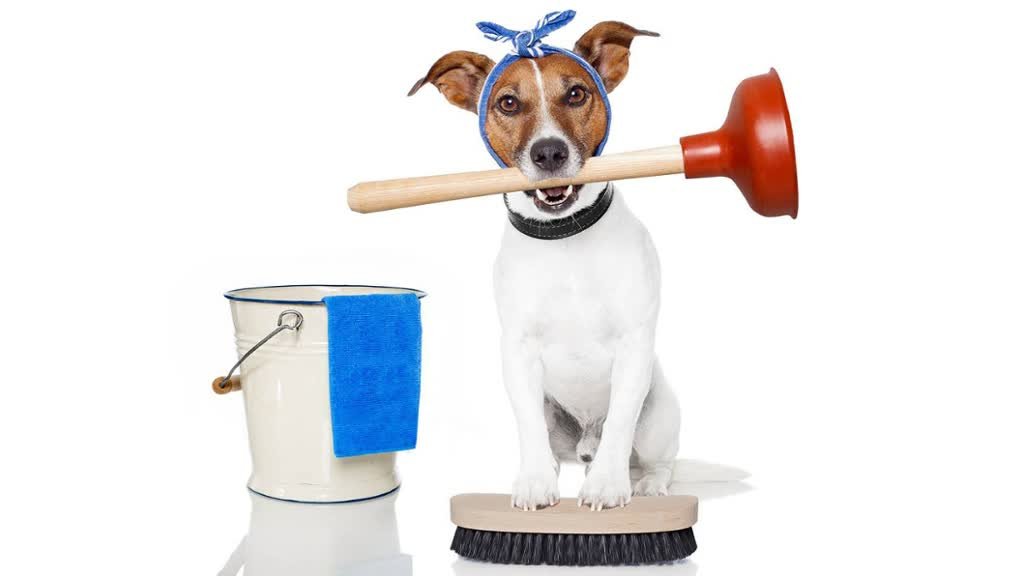 NYBrite's tweet photo. Time for some good #clean fun https://t.co/3aSPtWyCrw One call cleans it all 1-800-682-7483 #Petfriendly #NYCClean #MaidService #GreenClean https://t.co/vSiyDqErH9