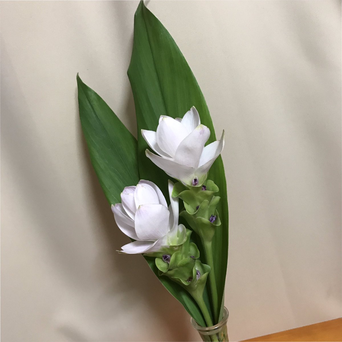 Hi63ki 今日のお花 クルクマ 花言葉は あなたの姿に酔いしれる 花 Flower Flowers Ufnefleur 切り花 クルクマ Curcuma Curcumaalismatifolia Siamtulip 花言葉 T Co Thyefojfkd