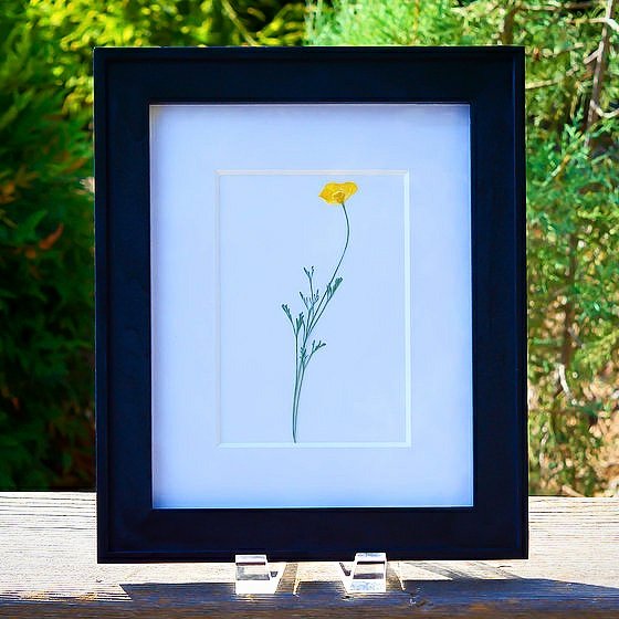 DestinationUrbn's tweet photo. Pressed California Poppy now available at 🌼🌸🌼🌸
https://t.co/9SuvR0TByy
#poppy #flower #wildflower #nature #explore #californiapoppy #art https://t.co/6qyXItxA9Q