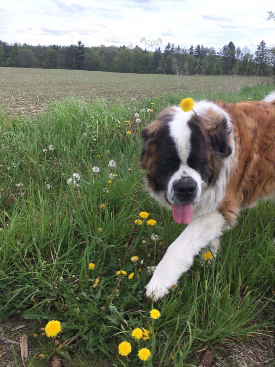 dog_rates's tweet photo. This is Yogi. He took his time picking out his favorite dandelion. Knew it was a big decision. Now he wears it proudly. 13/10 majestic boy https://t.co/ifIZTYDnL8