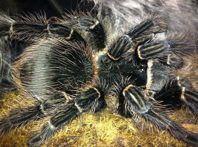 How To Travel With Exotic Pets Like Snakes And Tarantulas - buff.ly/2xiOSH4 #exoticpets #reptiles #snakes #tarantulas