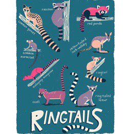 PaintPensSF's tweet photo. 🐾🐾🐾 Put a RINGTAIL on it!
Adorable illustrations by Katy Tanis #AnimalKingdom https://t.co/2U8F6Khdro