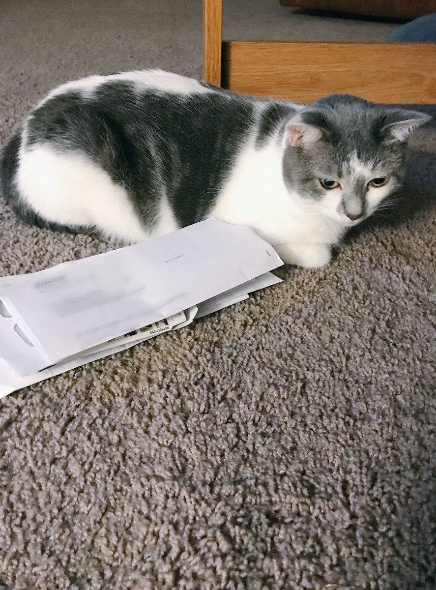 KatysCatLucy's tweet photo. Responding to all my fan mail. #ItMayTakeAWhile #NoThumbs https://t.co/xBi9fT8Iss