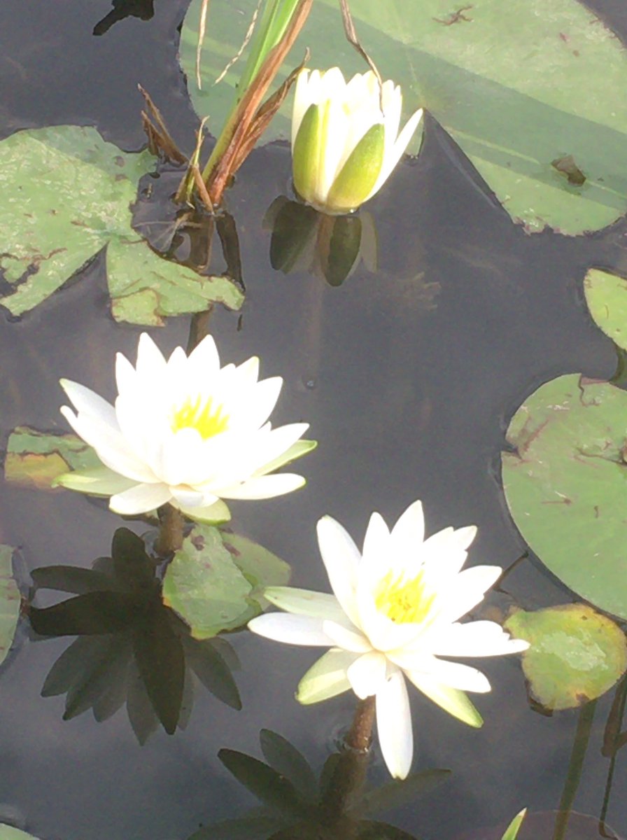 Uzivatel Chris Na Twitteru 睡蓮 ここの場所で1度に3つ花ひらくのは初めて 曼珠沙華 花言葉 情熱 再会 悲しい思い出 想うはあなたひとり 睡蓮 睡蓮の花 スイレン 花 フラワー Flower Flower ガーデン ひがんばな 彼岸花 曼珠沙華 Waterlily 赤い彼岸花 Uzivatel Chris Na Twitteru 睡蓮 ここの場所で1度に3つ花ひらくのは初めて 曼珠沙華 花言葉 情熱 再会 悲しい思い出 想うはあなたひとり 睡蓮 睡蓮の花 スイレン 花 フラワー Flower Flower ガーデン ひがんばな 彼岸花 曼珠沙華 Waterlily 赤い彼岸花