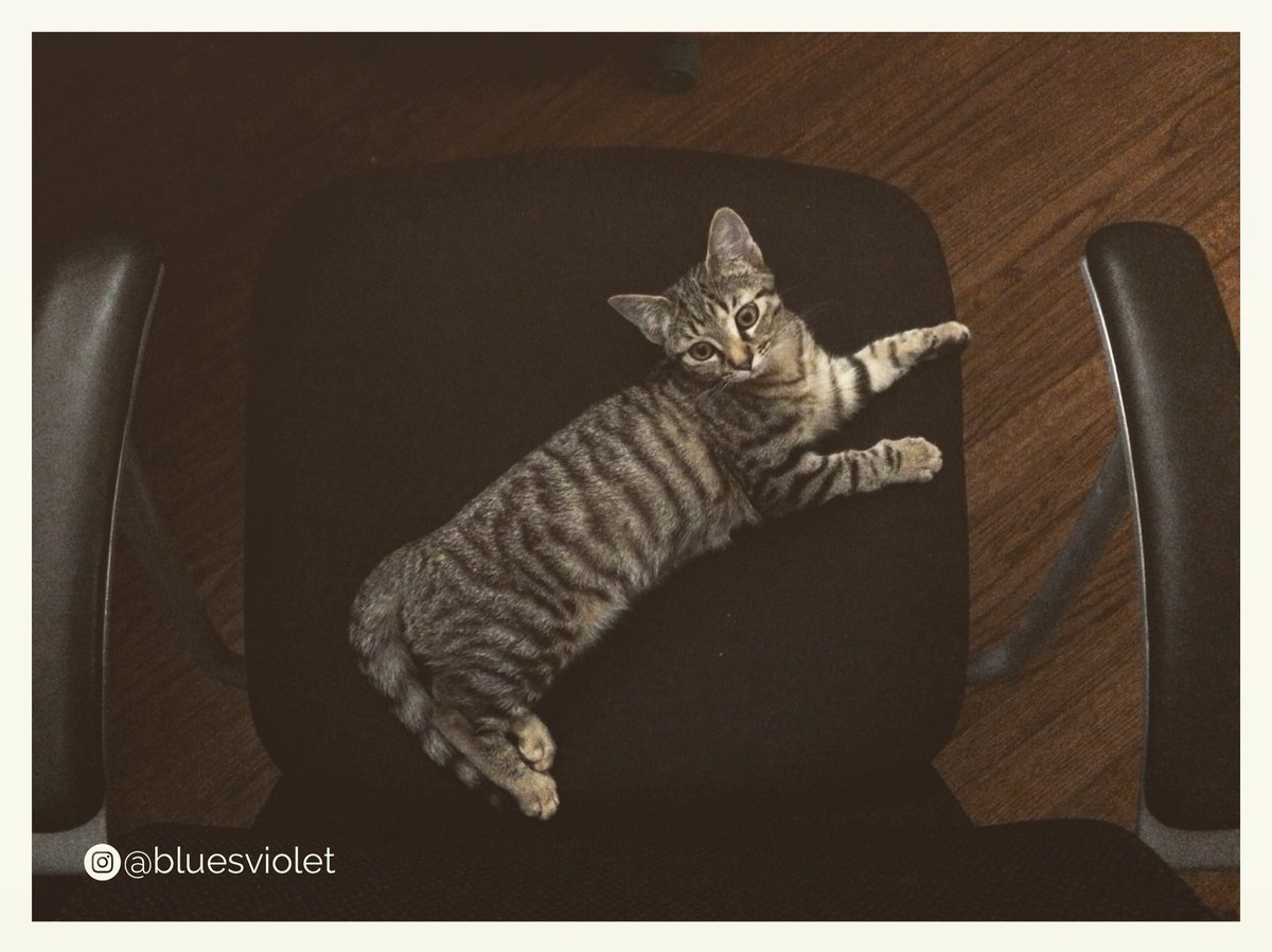 bluesviolet's tweet photo. New PA seems to be working out...

#kitteh #icanhaschair #chaircat #kitten #tinyassistant #helping #studiocat #catlife #furbaby https://t.co/K4cFD9smlC
