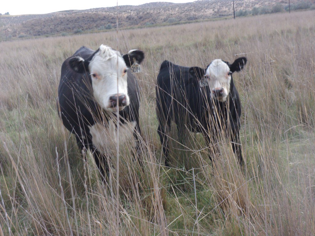 All I ask from a 1st calf heifer

1. Breed on time in 60 days

2. Calve unassisted

3. Raise calf to weaning

4. Pregnant with #2

#MooYah