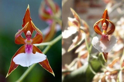 RC_Amaryllis's tweet photo. 🌸  #LoveFlowers Most Beautiful but Strange Flowers

The Ballerina Orchid https://t.co/ddWfCXWL0N