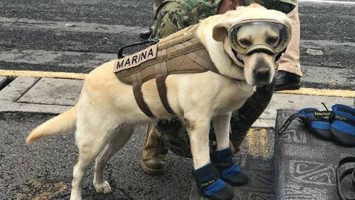 Anniok's tweet photo. #AmoaFrida 🐶❤️🇲🇽 https://t.co/t7c7DpUm7e