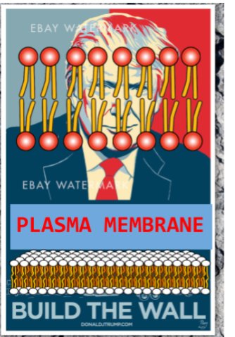 plasma_mem101's tweet photo. I'm the only one with a membrane made of a phospholipid bilayer embedded with proteins! I got what it takes💪🏼 #igotyourback @murphyapbio https://t.co/4kT4lk6Lb1