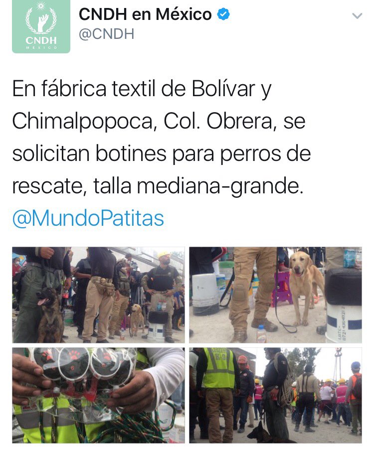 MascotaCoyoacan's tweet photo. Urgen botines para los perros rescatistas en la col. Obrera, una persona que está allí en rescate dice que están muy lastimados. https://t.co/IiYVsS3dDE