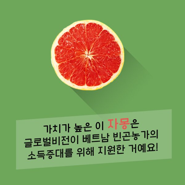 _GlobalVision's tweet image. [글로벌비전] 베트남 빈곤농가의 자립을 도와주는 코코넛과 자몽이야기 (출처 : 글로벌비전 | blog.naver.com/gv_blog/221101…