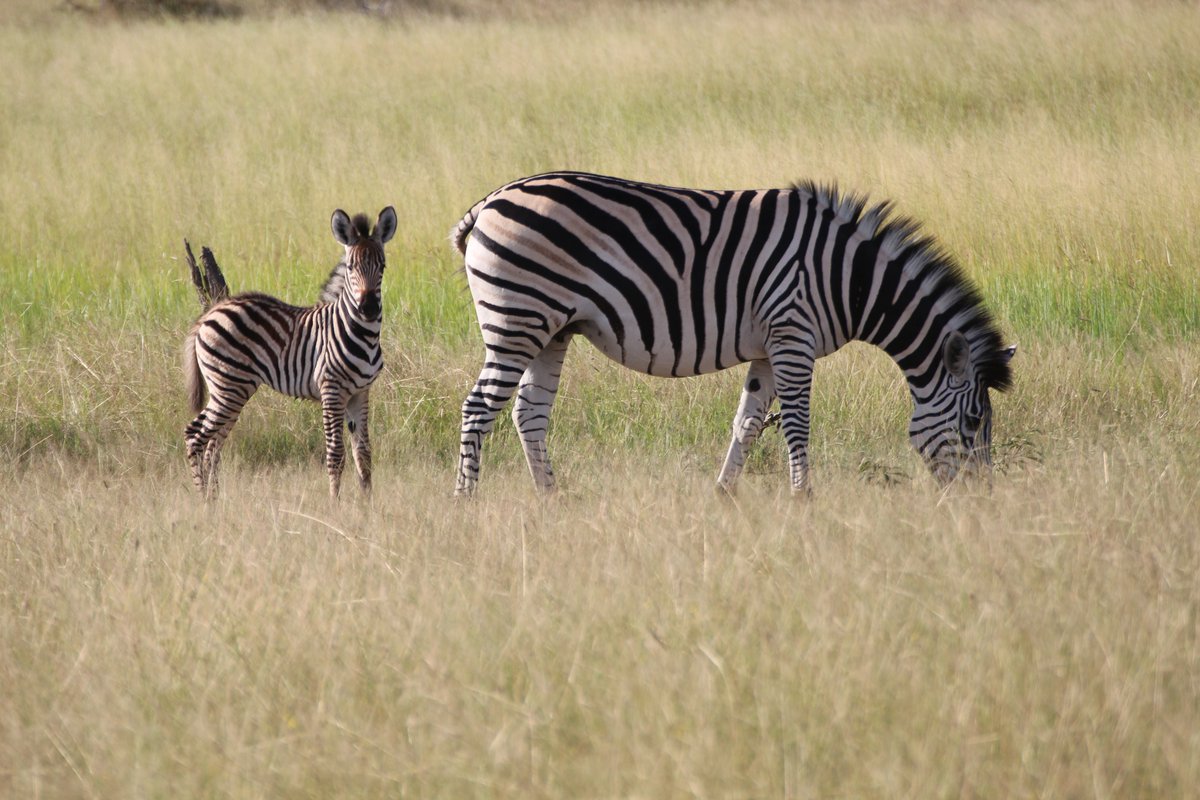 Oft sind die Kleinsten doch die ganz großen Stars. Einfach zum Dahinschmelzen, oder? #zauberhafteTierweltinAfrika #BigFive #Safari