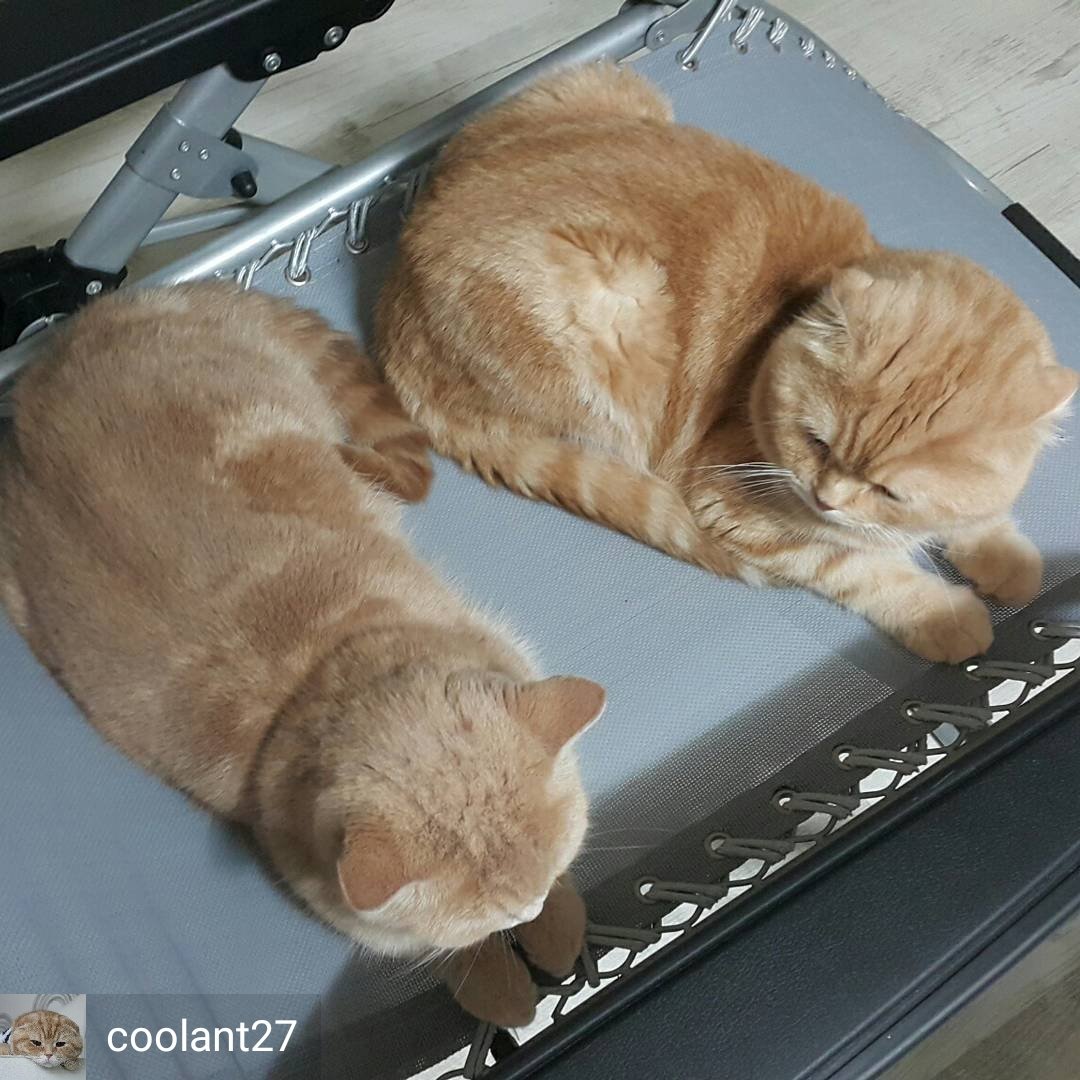 ulat_bulu_bulu's tweet photo. Mak : PERGI SIDAI BAJU TUU!

Adik-beradik be like,

"Kaulah pergi!"

"Eh kaulah. Cepat2 nanti mak marah!"

"Pergilah. Asyik aku je!" https://t.co/iadU5r5Xih