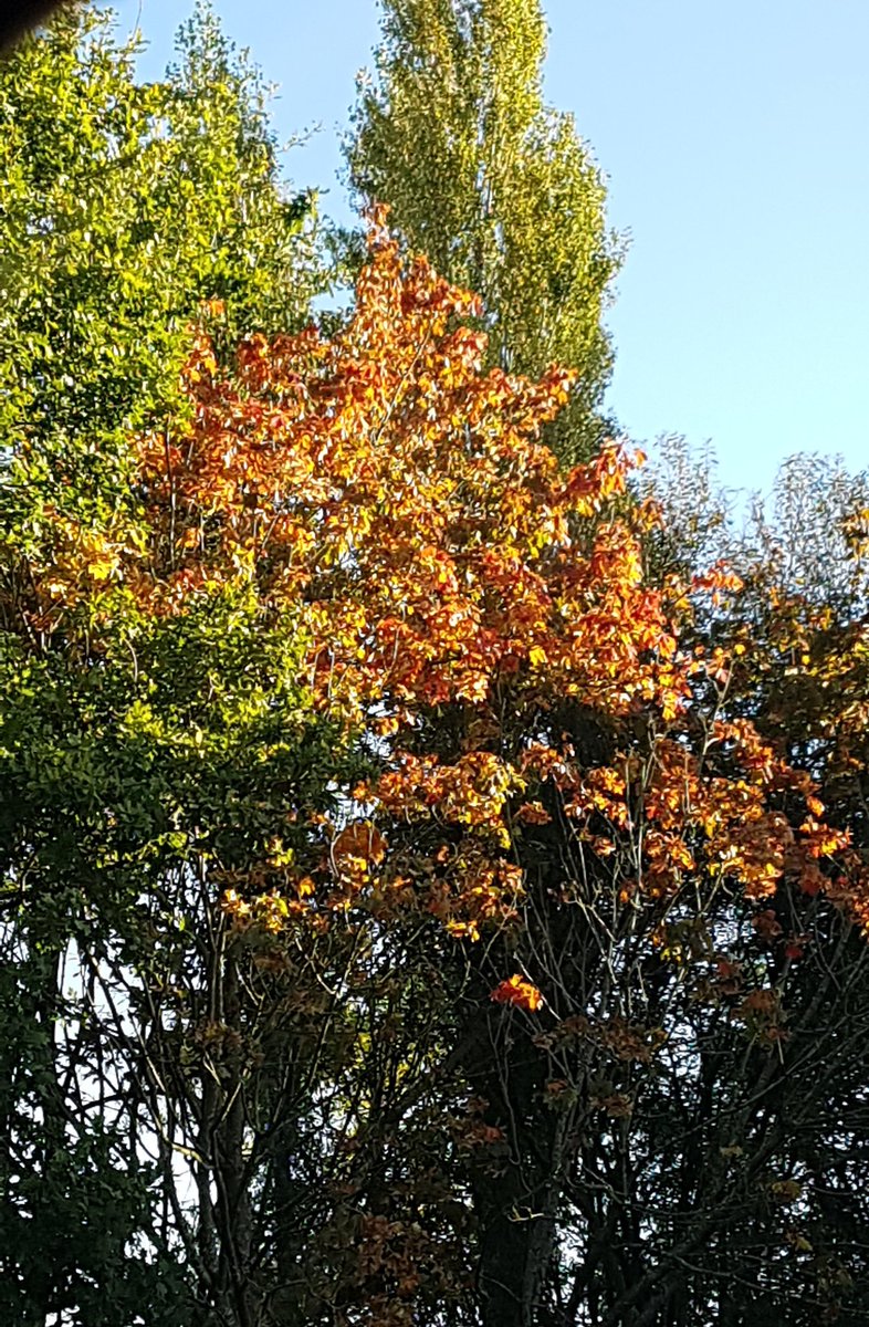 VLopesLeitao's tweet photo. Happy #AutumnEquinox #fall   #metalelement #cold #dryness (or maybe not!) #chinesemedicine https://t.co/TTgd3AUGRQ