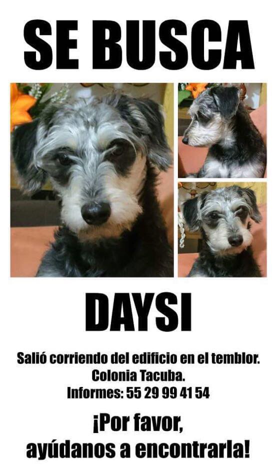 Mascotas Sismo (@mascotassismo) on Twitter photo 