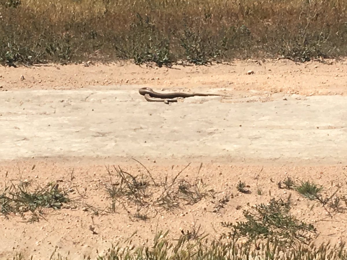 OH&amp;S, agronomy and farming is life threatening on these days. 3rd snake today and they are getting bigger