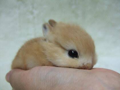 sofffiaaa's tweet photo. Un descanso de segundos para su timeline lleno de noticias fuertes. Tomen este conejito. https://t.co/jwTaWumiYX