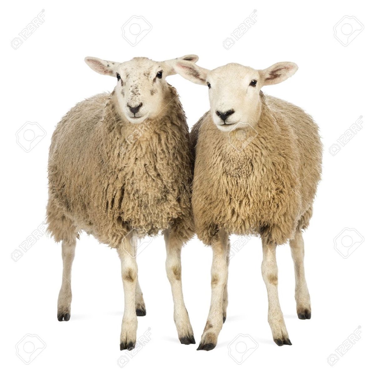 SonRanto's tweet photo. Hard fought #DoubleEwe https://t.co/dCgUL98ziS