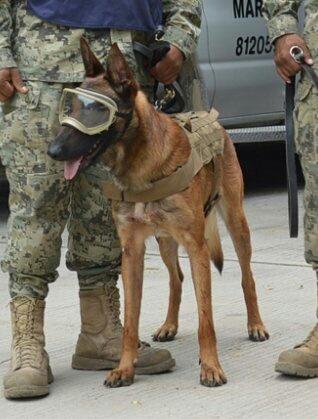 NoticieroAnimal's tweet photo. TERREMOTO EN #MÉXICO Los héroes de cuatro patas.

🔴 #Frida  52 personas
🔴 #Titan  26 personas
🔴 #Evil     10 personas
🔴 #Eco    12 personas https://t.co/XaupQ24g4R