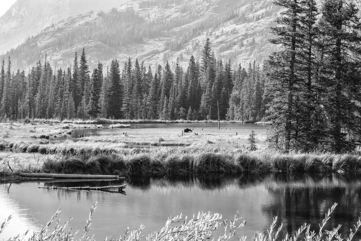 echtracabin's tweet photo. A moose at Two Medicine in Glacier. https://t.co/t10LwR6sAl
