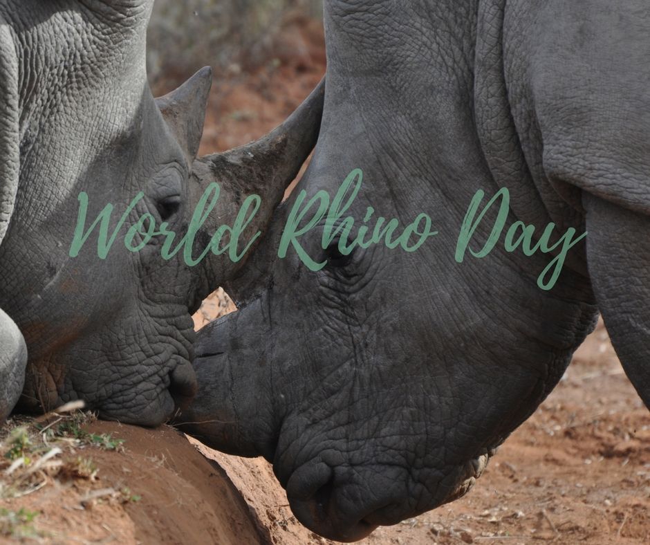 GVICT's tweet photo. It's #WorldRhinoDay!

Let's keep our beloved Rhino's horney!
  
https://t.co/KHf1yQqtFd https://t.co/W3sJxeVk3G