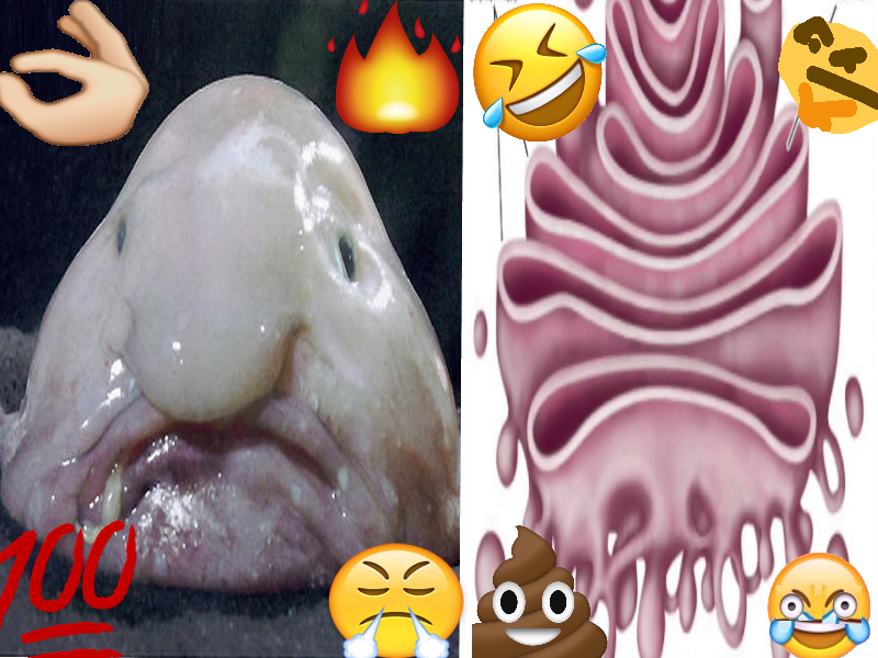 CentrioleNation's tweet photo. @goldengoalsgi yall lookin like a blobfish bruh i cant @Liv2luvLorenz #Organellewars 🔥#golgigottago #uglylookin https://t.co/84SgzSSGer