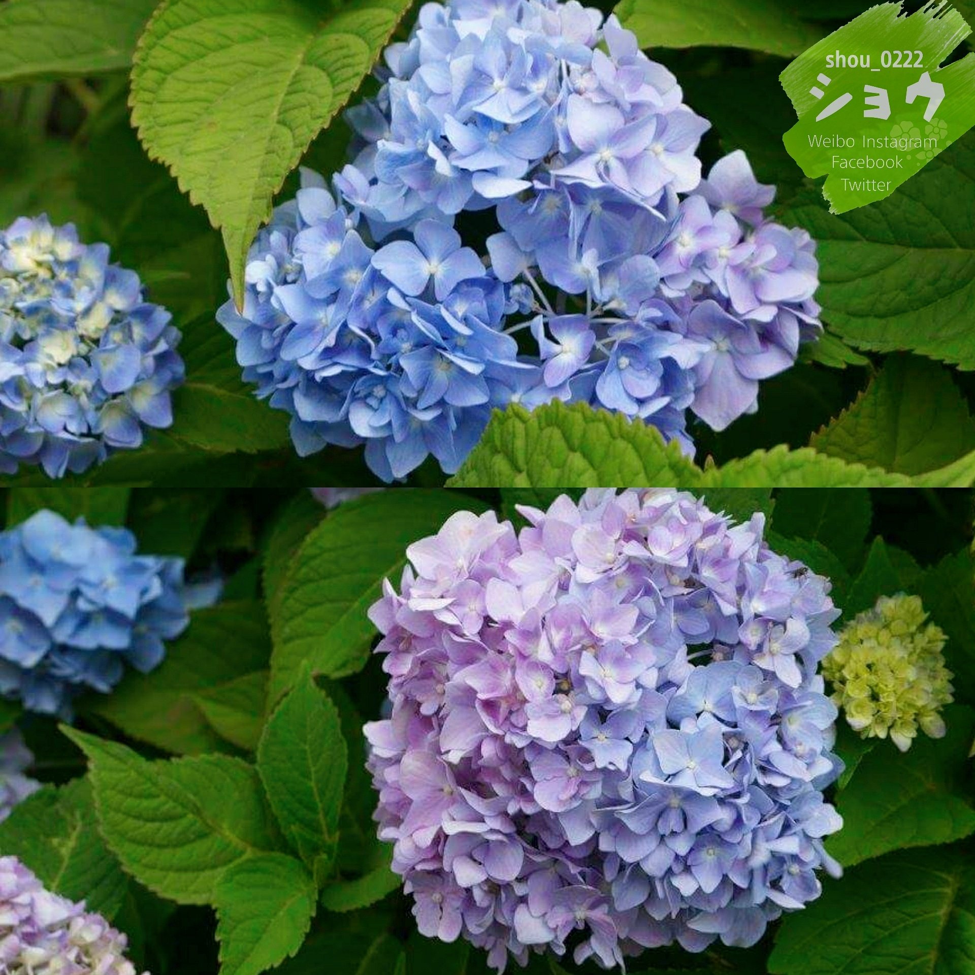 富田農場 Twitter Search Twitter