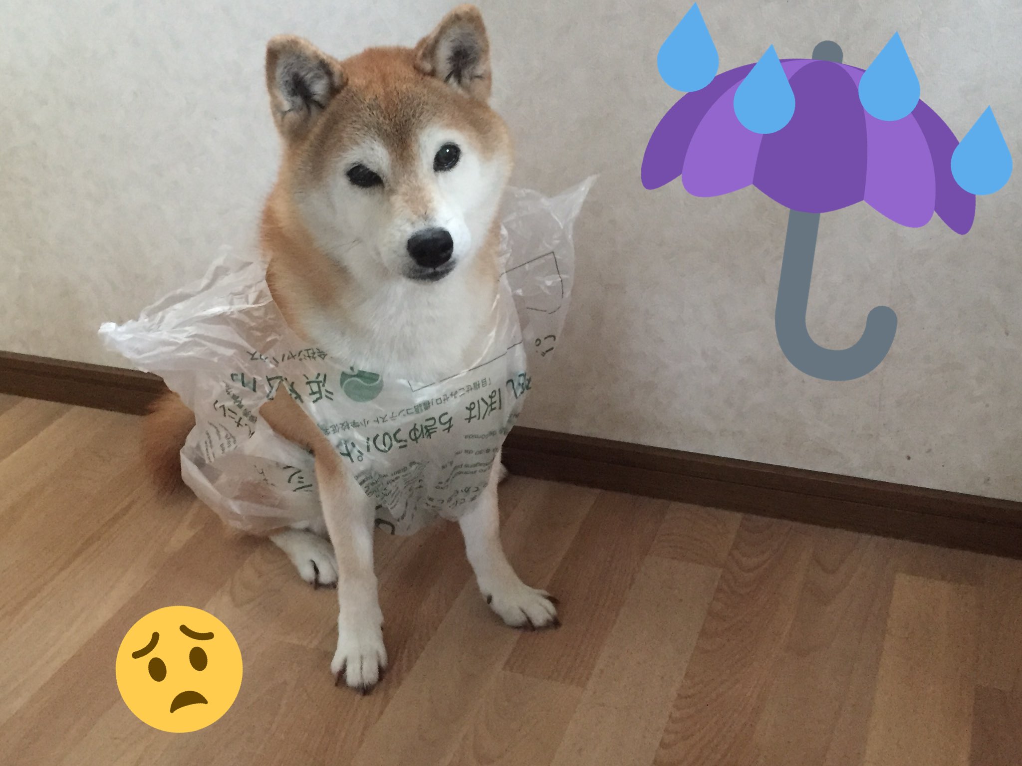 にょり No Twitter 雑すぎるけど 使えそうだwww 犬用レインコート ゴミ袋 T Co 0mjdqruamq Twitter
