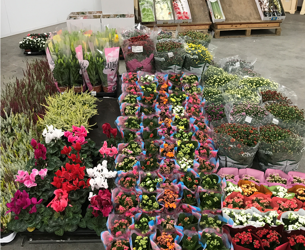TFC_GROUP's tweet photo. PLANTASTIC!!! Brightening up a cold Friday morning at The Flower Connection Leicester! https://t.co/QGMKl5XkFE
