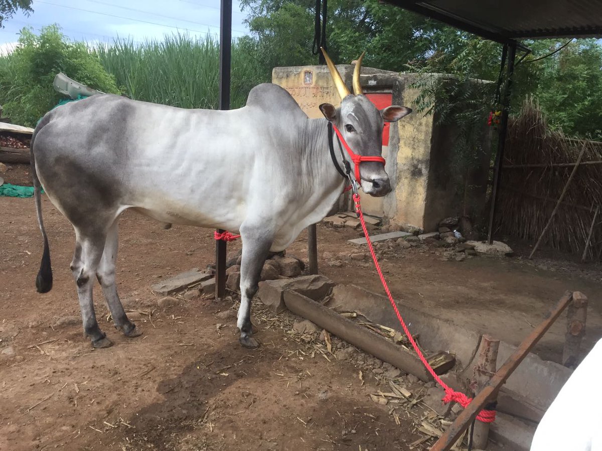 somnath_erande's tweet photo. #BullockRaceMaharashtra
#IWanBullockRace
#JusticeforBullockRace
#SaveNativeBulls
#SaveNativeCattel
#SaveNativeBreeds
#PMOIndia https://t.co/qeRX9gTzTY