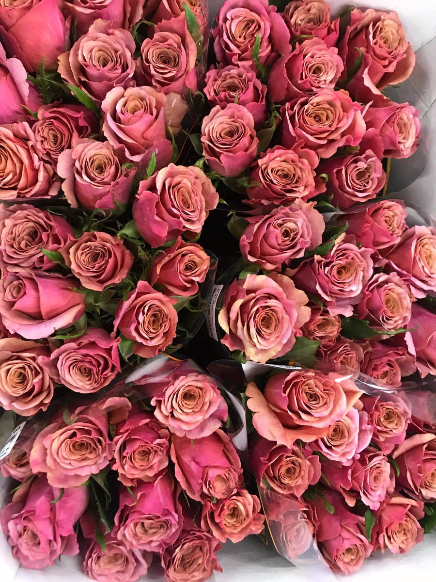 TFC_GROUP's tweet photo. Oooo, we like this! Magic Silver, a beautiful new variety of rose now available at The Flower Connection Sheffield https://t.co/VqOpMcQYje