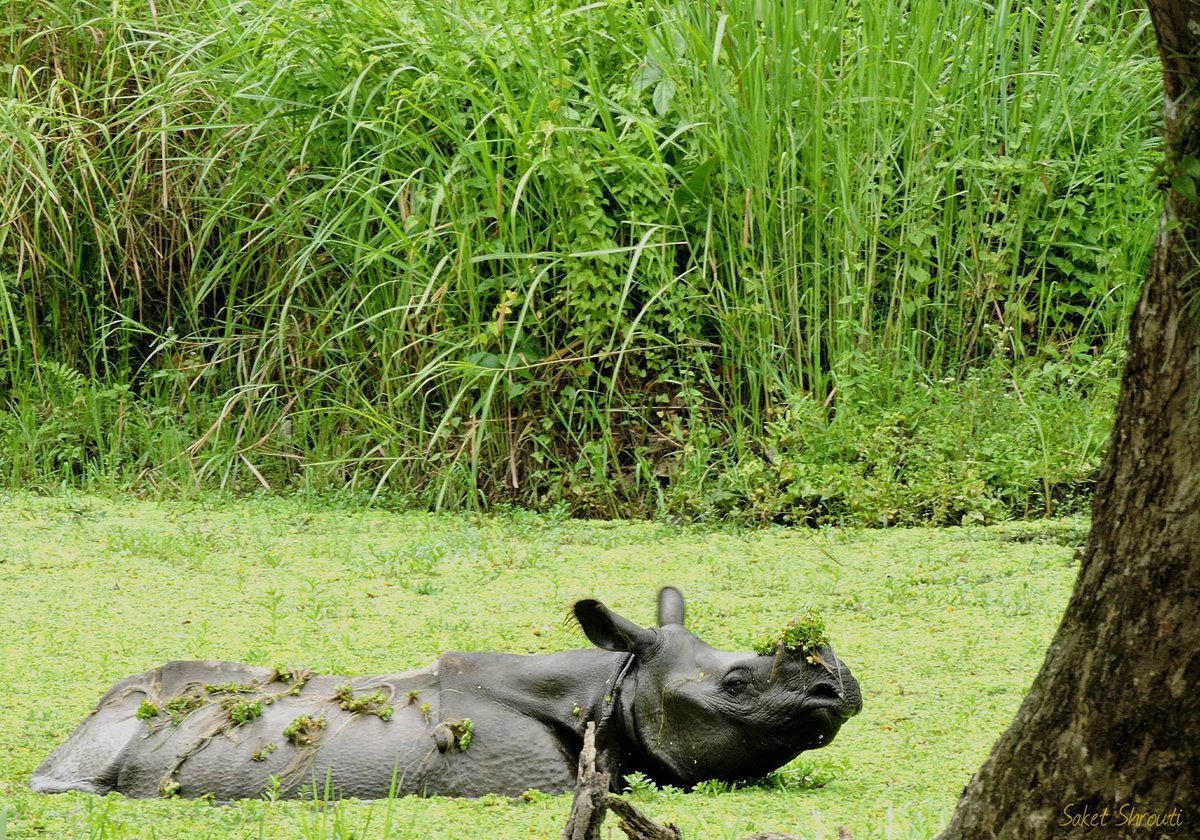 #WorldRhinoDay 
Read some intresting facts about these magnificent creatures 
bit.ly/2jNyjxw