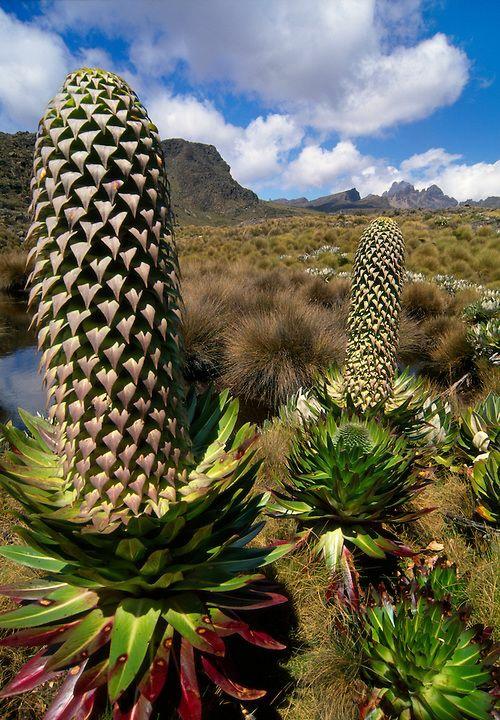 The kind of vegetation you will likely see on your visit to #MtKenya <a href="/KwsMtkenya/">kws mtkenya</a> <a href="/MTKenyaPost/">#MtKenya News</a> @ZiaraKenya <a href="/ArapChumo/">Nathaniel arap Chumo</a>