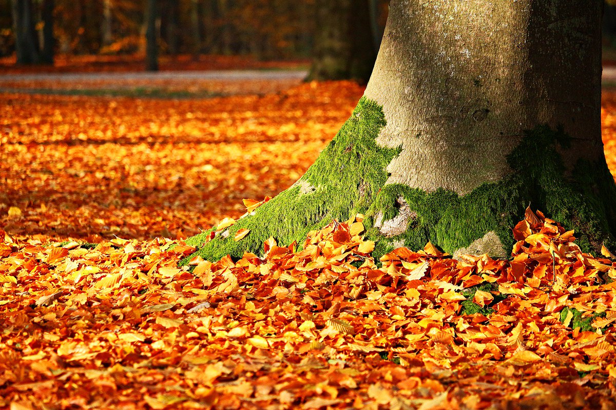 KiGa_Netzwerk's tweet photo. 🍂 #Kastaninen-Figuren und weitere #Bastelanleitungen für den #Herbst, finden Sie auf #Labbé in der #Herbstwerkstatt: https://t.co/OY3pzTvhAN https://t.co/KmWI64wtG9