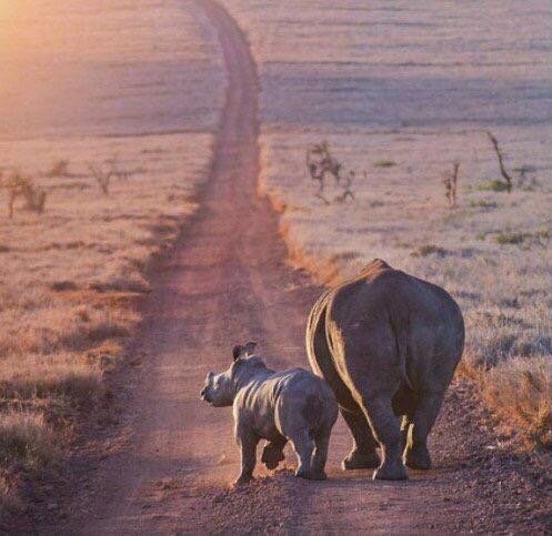 A global collective effort is underway to save #rhinos - we still have a long way to go but we are on the right track #WorldRhinoDay #CITES