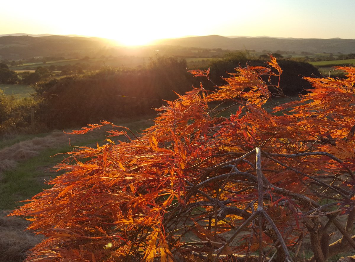 PlasFarmCaravan's tweet photo. It's officially Autumn. Beautiful colours all around us.🍁🍂🍃 #AutumnEquinox https://t.co/1waoqM20cx